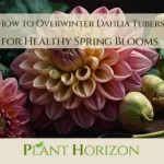 How to Overwinter Dahlia Tubers for Healthy Spring Blooms