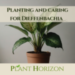 Planting and caring for Dieffenbachia