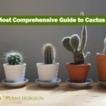 The Most Comprehensive Guide to Cactus Care