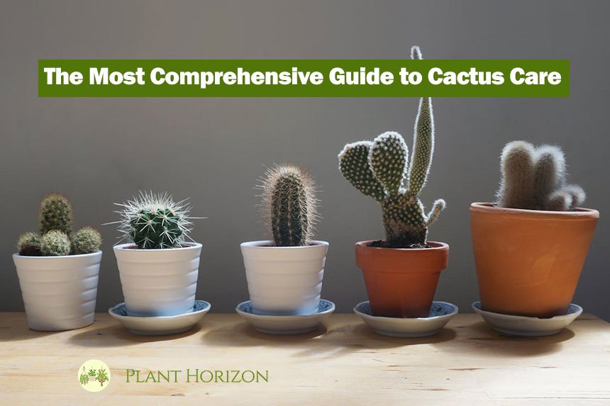 The Most Comprehensive Guide to Cactus Care